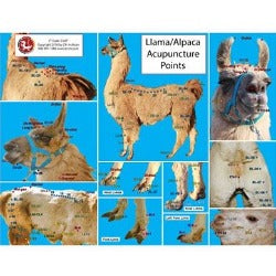 Llama/Camel Acupoint Chart (CH27)