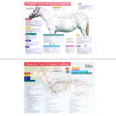 Xie's Diagnostic Points for Equine Conditions Chart-2 Pages (CH12)