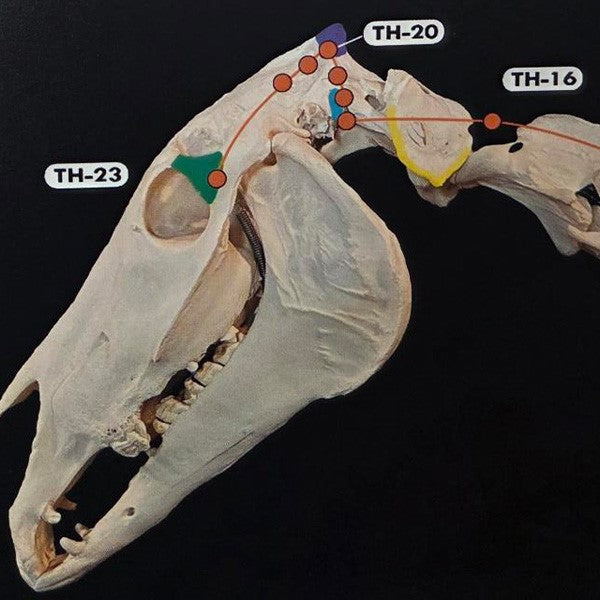 Equine Acupuncture: A Practical Guide for Clinicians (BX39)