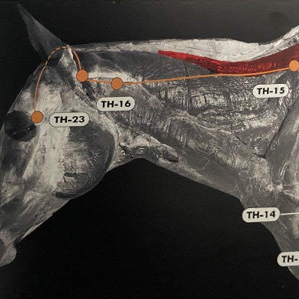 Equine Acupuncture: A Practical Guide for Clinicians (BX39)