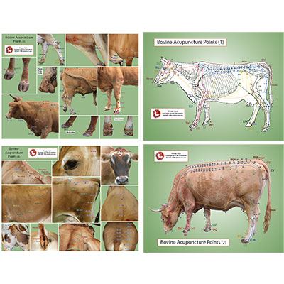 Bovine/Cow Acupoint Chart (CH24)