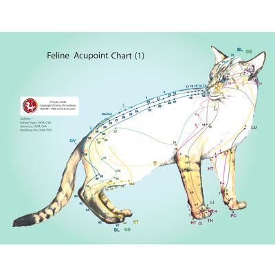 Feline (Cat) Acupoints Charts (CH28)