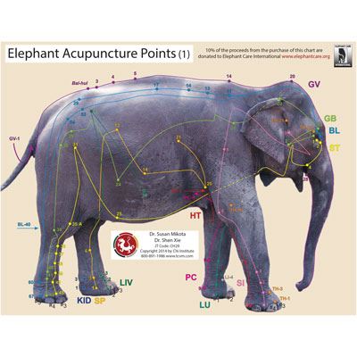 Elephant Acupoint Chart (CH29)