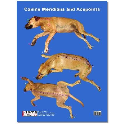 Canine Acupuncture Meridians Poster (PO03)