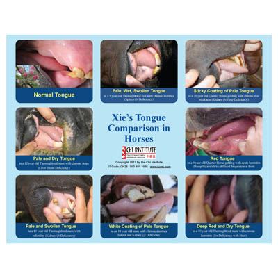 Xie's Tongue Comparison in Horse Chart (CH25)