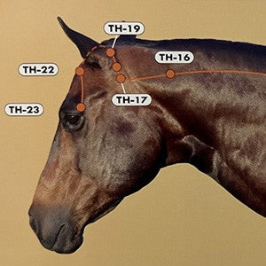 Equine Acupuncture: A Practical Guide for Clinicians (BX39)
